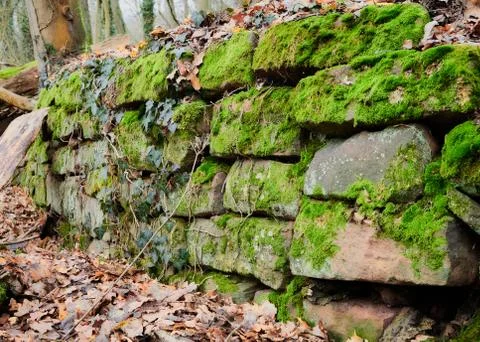 Old stone wall in the Forest covered by green moss in a winter day Stock Photos