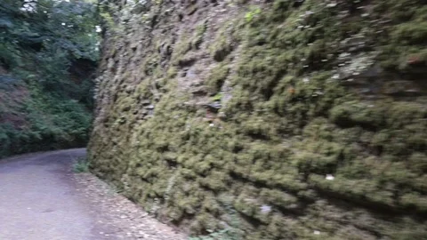 Old Stone Wall & Forest Path Stock Footage