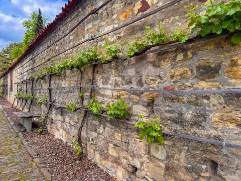 An old stone wall with a grapevine trained on supports Stock Photos