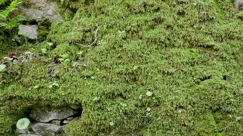 Old stone wall with green moss growing on it in damp environment Stock Footage 289677409
