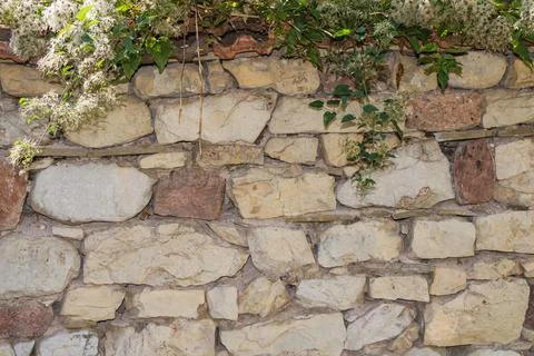 Old stone wall with irregular beige and brown rocks and climbing green plan.. Stock Photos