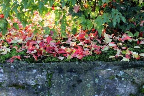 An old stone wall It is covered with red leaves of autumn. Stock Photos