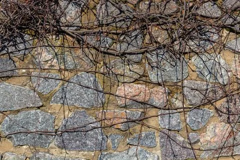 Old stone wall with ivy as background Stock Photos