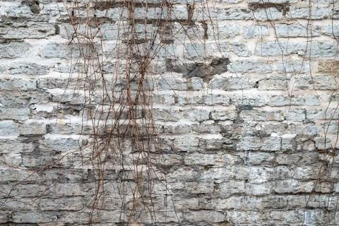 Old stone wall with leafless vines, minimal natural pattern Stock Photos