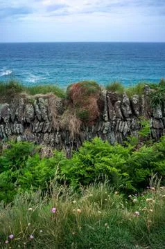 Old stone wall at Lizard Point Cornwall covered in ferns Stockillustratie