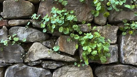 Old stone wall with moss Stock Photos