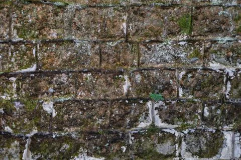 Old stone wall overgrown with moss. Stock Photos