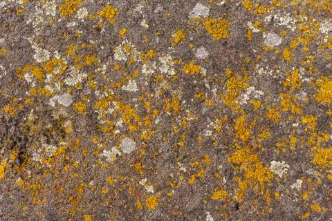 Old stone wall texture with moss on it yellow moss Stock Photos