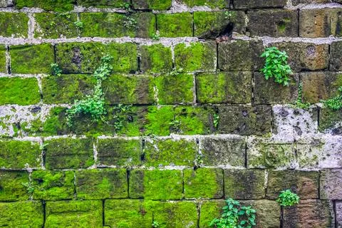 Old stone wall texture with vibrant green moss growing 写真素材