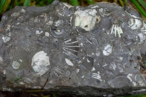 An old stone in the water on which shells grew Stock Photos
