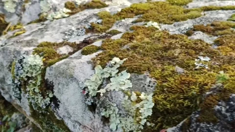 Old stones with gray and orange lichen Stock Footage 239333495