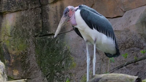The old stork with black wings and long legs Stock Footage