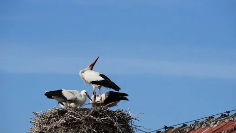 Old storks rattle Stock Footage 118807432