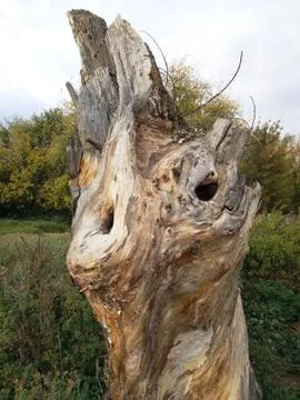 Old strange broken tree Stock Photos
