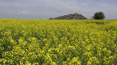 Old straw bales stack on beautiful yellow rapeseed field Stock Footage 39984469