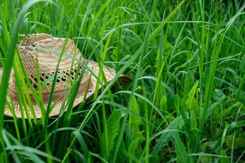 An old straw hat on the green grass, close-up, selective focus. Stock Photos