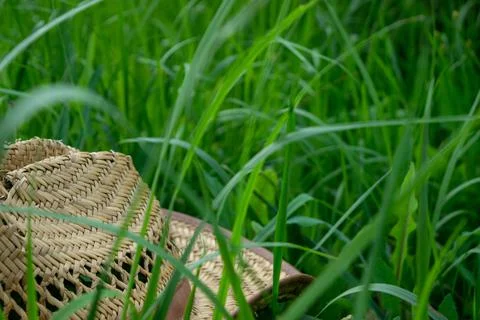 An old straw hat on the green grass, close-up, selective focus. Stock Photos