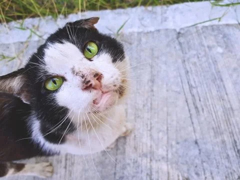 An Old Stray Cat Looking At Camera Stock Photos