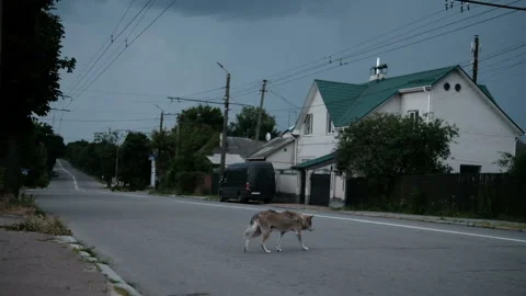 Old stray dog trying to cross the street road and after the lightning runs back Stock Footage 158090944