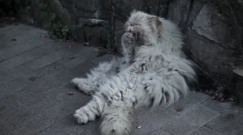 Old stray fluffy cat on the street. Stock Footage 67968290