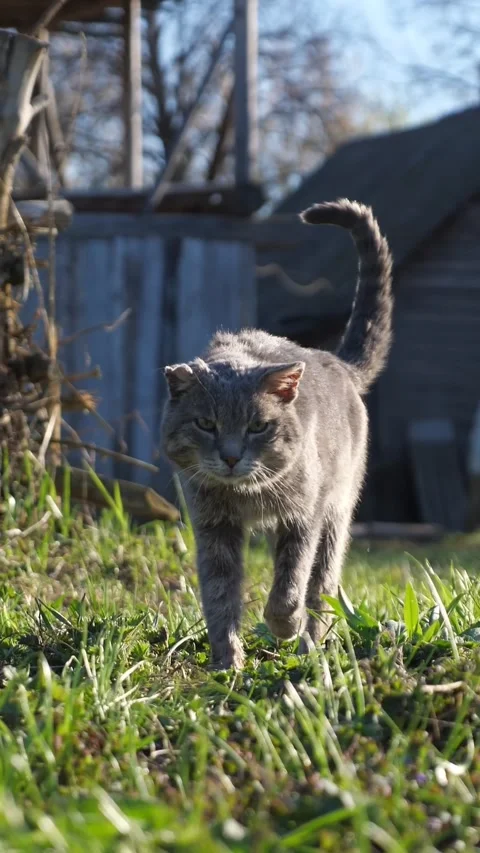 Old stray gray cat walking on the green grass towards the camera in a rustic Stock-Footage 341282812