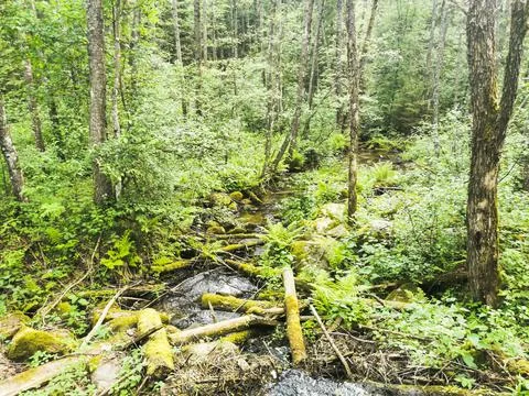An old stream in a protected forest. Untouched nature, old trees Stock Photos