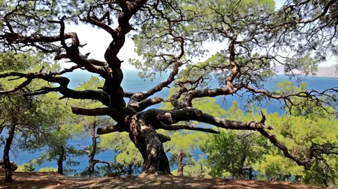 Old strong mountain tree Stock Footage 31142919