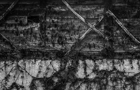 Old structure covered with a plant Foto stock