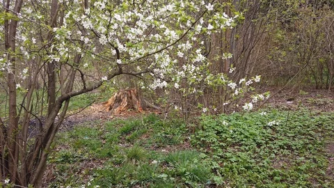 Old stump and blooming apple tree in the forest 4k Stock Footage 129686144