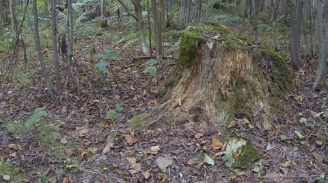 Old stump in the autumn forest, static shot Stock Footage 68615361