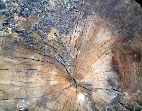 Old stump circular texture Stock Photos