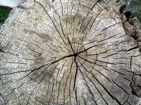 Old stump circular texture Stock Photos