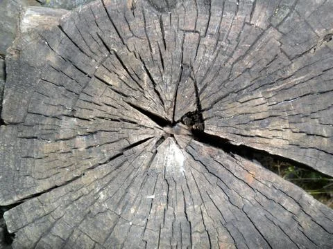 Old stump circular texture Stock Photos