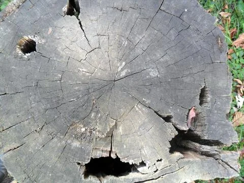 Old stump circular texture Stock Photos