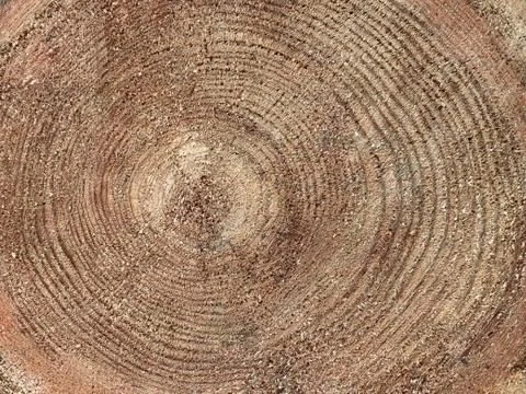 Old stump with cracks. Cross section of a tree trunk, tree structure, growth  Stock Photos