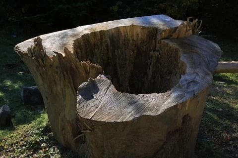 An old stump of cut large thick tree Stock-Fotos