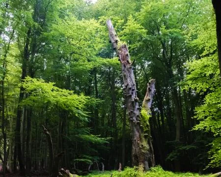 Old stump of a dead tree in the forest Stock Photos