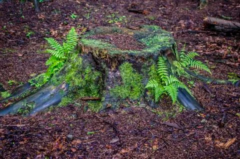 Old stump with ferns in the mountain forest. Stock Photos