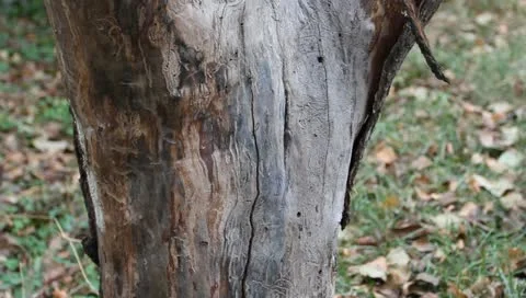 An old stump Stock Footage 11322202