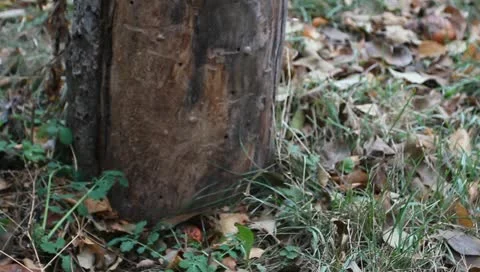 An old stump Stock Footage 11322203