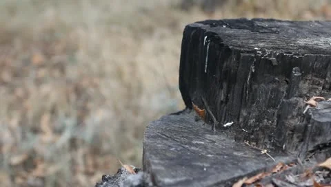 An old stump Stock Footage 11322210