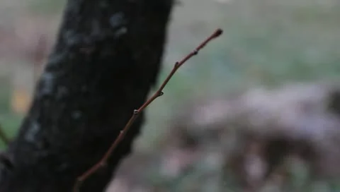 An old stump 스톡 동영상 11322269