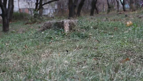 An old stump Stock Footage 11322273