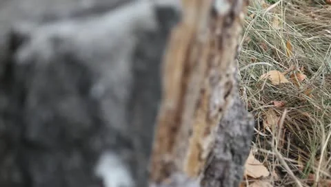 An old stump Stock-Footage 11322488