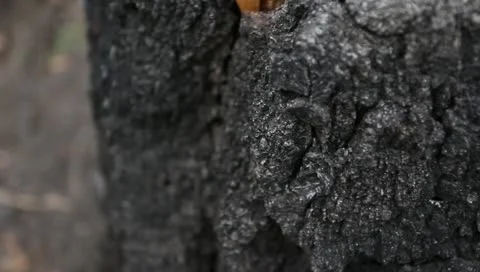 An old stump 動画素材 11322510