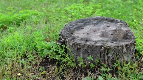 Old stump 動画素材 51724253