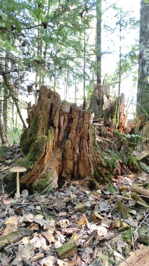 Old stump in the forest (1) 4K 30 FPS Stock Footage 283869292