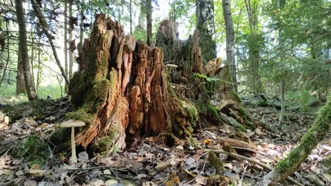 Old stump in the forest (2) 4K 30 FPS Stock Footage 283869333