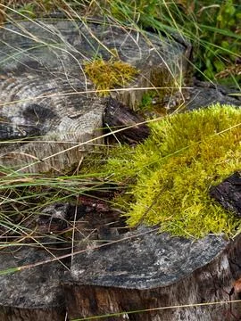 Old stump in the forest close up. Around moss, twigs and high grass Stock Photos