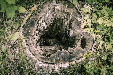 Old stump in the forest, close-up. The concept of environmental pollution. Stock Photos